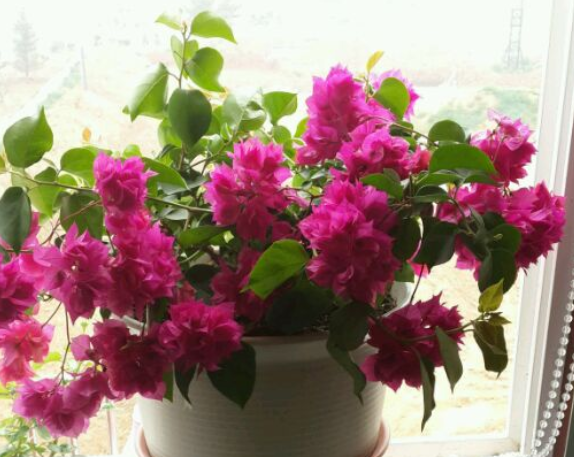 三角梅品种介绍及图片