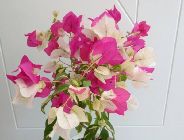 三角梅品种介绍及图片