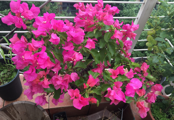 三角梅品种介绍及图片