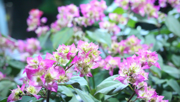 三角梅品种介绍及图片