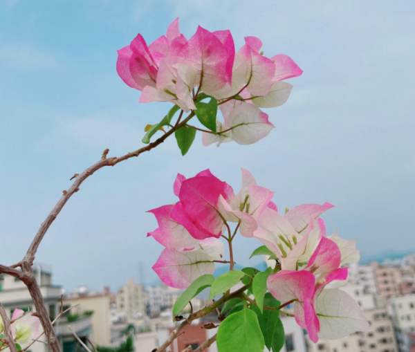 三角梅品种介绍及图片