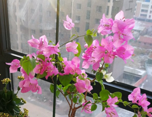 三角梅品种介绍及图片