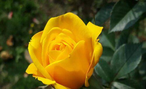 19朵黄玫瑰的花语是什么意思