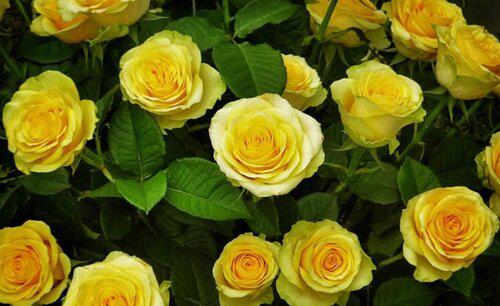 19朵黄玫瑰的花语是什么意思