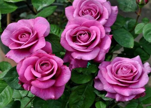 紫色月季花有哪些品种