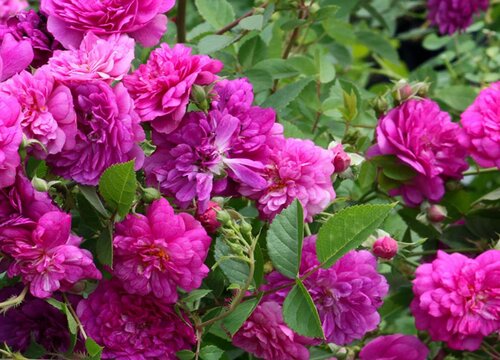 紫色月季花有哪些品种