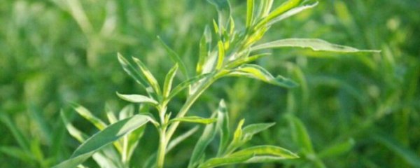 地肤子适合什么季节播种