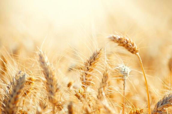 百农607小麦种子简介