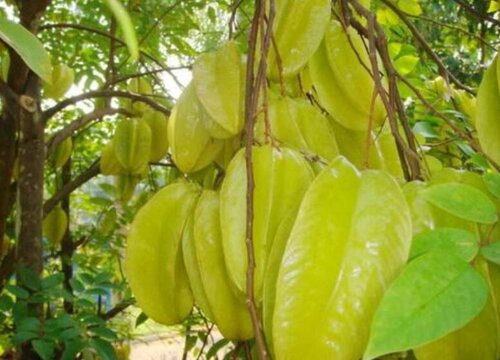 杨桃是热带水果吗