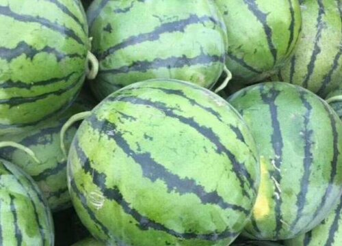 亩收入一万元以上的种植项目