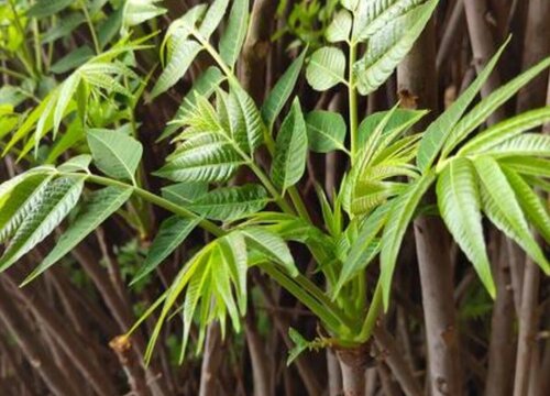 亩收入一万元以上的种植项目