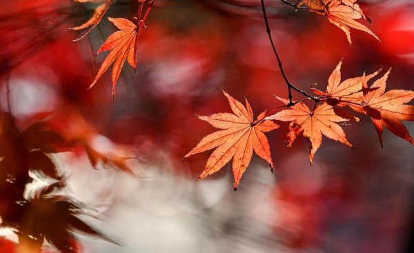 天秤座喜欢什么星座