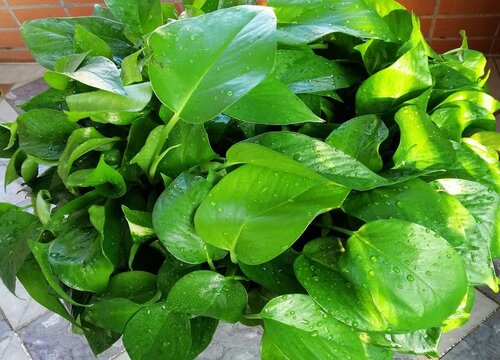 绿萝的养殖方法和注意事项有哪些