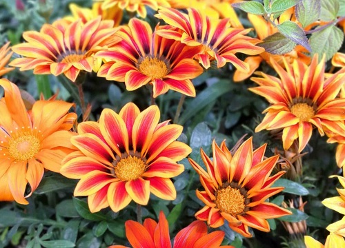 勋章菊怎么爆盆