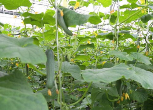 夏至后适合种什么蔬菜