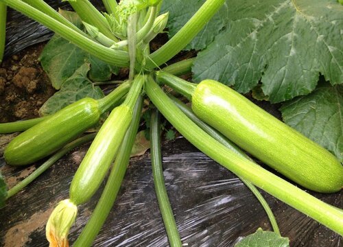 夏至后适合种什么蔬菜