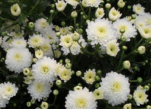 贡菊和胎菊的区别