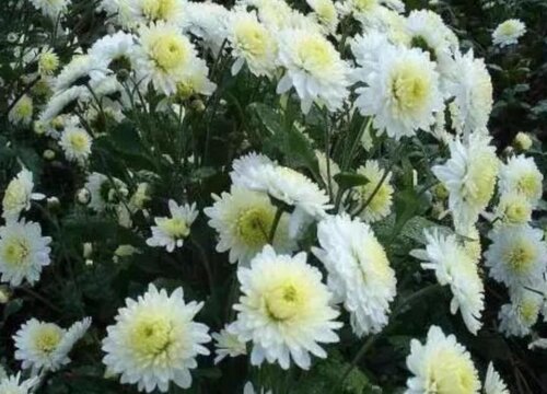 贡菊和胎菊的区别