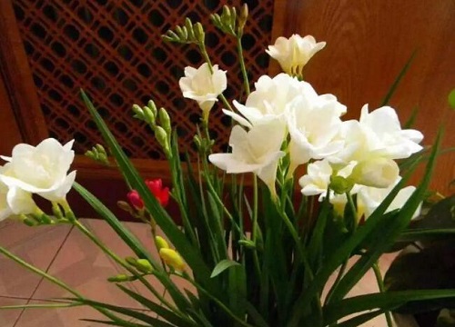 香雪兰什么时候栽种合适