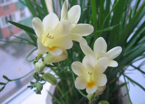 香雪兰什么时候栽种合适