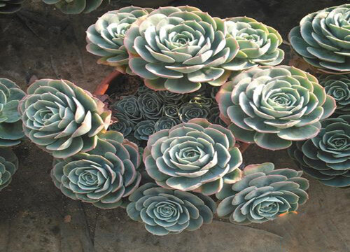 多肉玉蝶怎么度夏安全