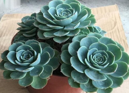 多肉玉蝶怎么度夏安全