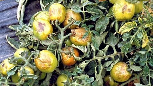 西红柿叶片发黄果实萎蔫怎么办