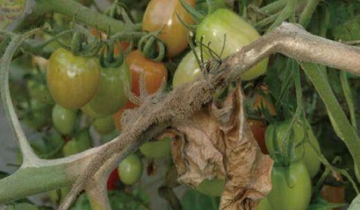 西红柿叶片发黄果实萎蔫怎么办