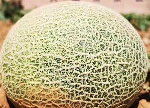 哈密瓜放了一个月了还能吃吗