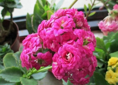 如意花能放卧室吗