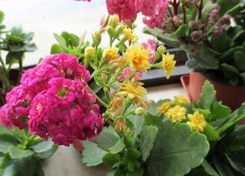 如意花能放卧室吗