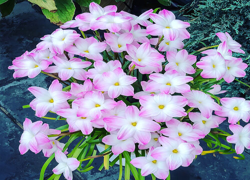 风雨兰花语象征与寓意