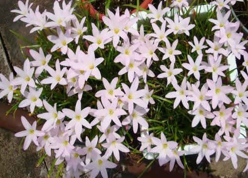 风雨兰花语象征与寓意