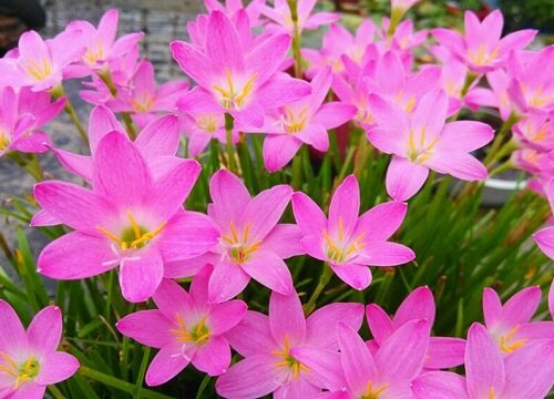 风雨兰花语象征与寓意