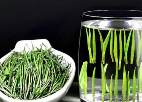 雀舌茶属于什么茶