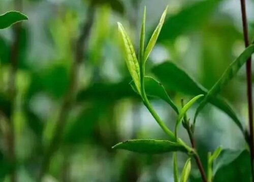 雀舌茶属于什么茶