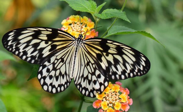 昆虫属于哪一类动物类型