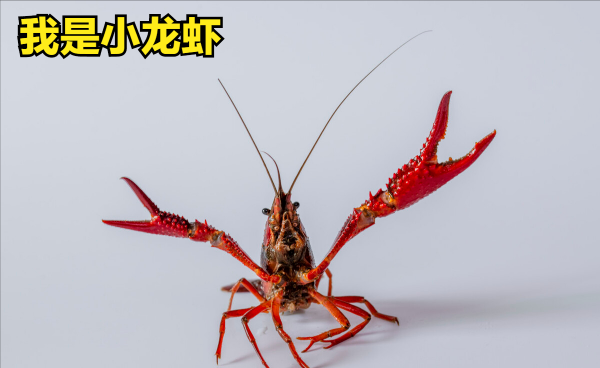 昆虫属于哪一类动物类型