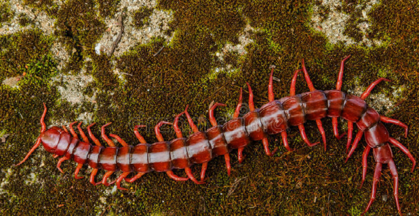 昆虫属于哪一类动物类型