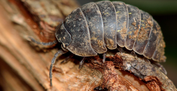 昆虫属于哪一类动物类型