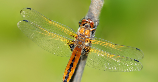 昆虫属于哪一类动物类型