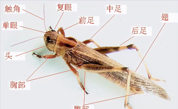 昆虫属于哪一类动物类型