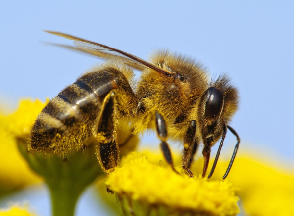 昆虫属于哪一类动物类型