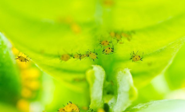 昆虫属于哪一类动物类型