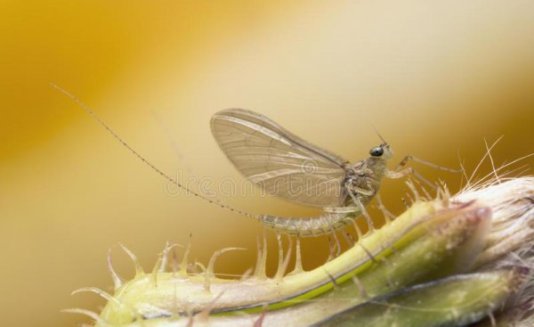 昆虫属于哪一类动物类型