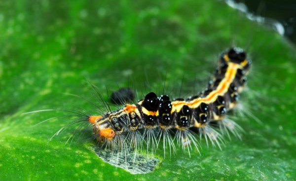 昆虫属于哪一类动物类型