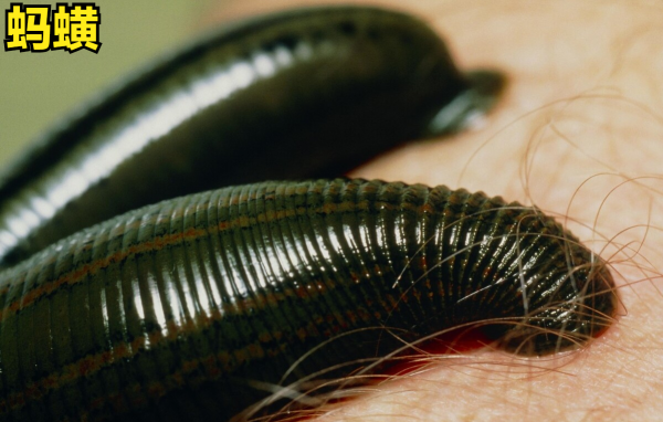 昆虫属于哪一类动物类型