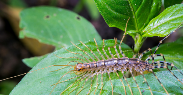 昆虫属于哪一类动物类型