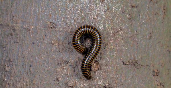 昆虫属于哪一类动物类型
