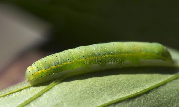 昆虫属于哪一类动物类型